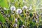 Furry dandelion in the meadow in the period of maturation of the seeds_