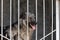 A furry dog peeks out of the cage standing in an aviary in a shelter for homeless animals. A mongrel behind the grid on a blurry