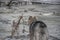 Furry dog standing on melting river ice