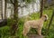 A furry dog watches intently over the fence.