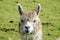 Furry domesticated alpaca portrait