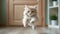 Furry Feline in Flight: Playful Persian Cat Leaping Against Backdrop