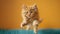 Furry Feline in Flight: Playful Persian Cat Leaping Against Backdrop