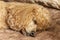 A furry fluffy poodle sleeps on a bed