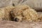 A furry fluffy poodle sleeps on a bed