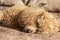 A furry fluffy poodle sleeps on a bed