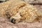 A furry fluffy poodle sleeps on a bed