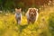 Furry friends cat and dog walking in a summer meadow. Generative Ai