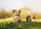 Furry friends striped cat and corgi dog with gift basket with flowers in a summer meadow