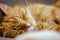 Furry ginger cat with big whiskers sleeping on the sofa. Close up