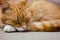 Furry ginger cat with big whiskers sleeping on the sofa. Close up