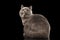 Furry Gray British Cat Sitting, Looking up, Black Background