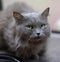 furry gray cat nibelung