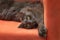 Furry gray cat nibelung portrait orange armchair