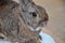 Furry gray rabbit