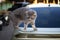 A furry gray-and-white striped Thai cat is standing cautiously