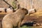 A furry Greater Capybara in Tucson, Arizona