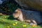 A furry Greater Capybara in Tucson, Arizona