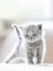 Furry grey standing cat. British shorthair.