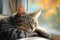 Furry grey tabby cat nestled in a cozy window nook, bathed in warm sunlight.