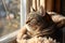 Furry grey tabby cat nestled in a cozy window nook, bathed in warm sunlight.