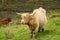 Furry highland cow in Isle of Skye, Scotland