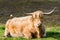 Furry highland cow in Isle of Skye, Scotland