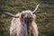 Furry highland cow in Isle of Skye, Scotland