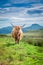 Furry highland cow in Isle of Skye in Scotland