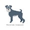 Furry human friend, home animal and decorative dog: miniature schnauzer.