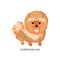 Furry human friend, home animal and decorative dog: pomeranian spitz.