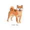 Furry human friend, home animal and decorative dog: shiba inu.