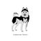 Furry human friend, home animal and decorative dog: siberian husky.