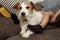 FURRY JACK RUSSELL DOG AND CHILD, SHEDDING HAIR DURING MOLT SEASON PLAYING ON SOFA WITH DIRTY SOCKS