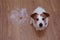 FURRY JACK RUSSELL DOG, SHEDDING HAIR DURING MOLT SEASON, AFTER ITS OWNER BRUSHED OR GROOMING LOOKING UP