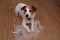 FURRY JACK RUSSELL DOG, SHEDDING HAIR DURING MOLT SEASON, AFTER ITS OWNER BRUSHED OR GROOMING WITH A RASKET. LOOKING UP WITH