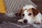 FURRY JACK RUSSELL DOG, SHEDDING HAIR DURING MOLT SEASON RELAXING ON SOFA FURNITURE