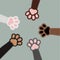 Furry kitten paws. Cat paws. Cute playful cat clutches isolated. Furry paw pet animal.
