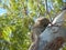 furry Koala holding tight to gum tree