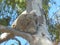 furry Koala holding tight to gum tree