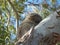 furry Koala holding tight to gum tree