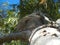 furry Koala holding tight to gum tree