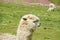 Furry lama on green meadow