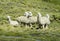 Furry lamas on green meadow