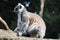 Furry lemur sits on a stump