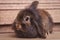 Furry lion head rabbit bunny sitting on wood background