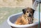 Furry little dog in the bathtub
