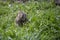 Furry little Gopher peeks out of its hole