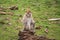 Furry little white macaque monkey with a shocked expression in a sunny green field