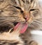 The furry Maine Coon cat washes his tongue